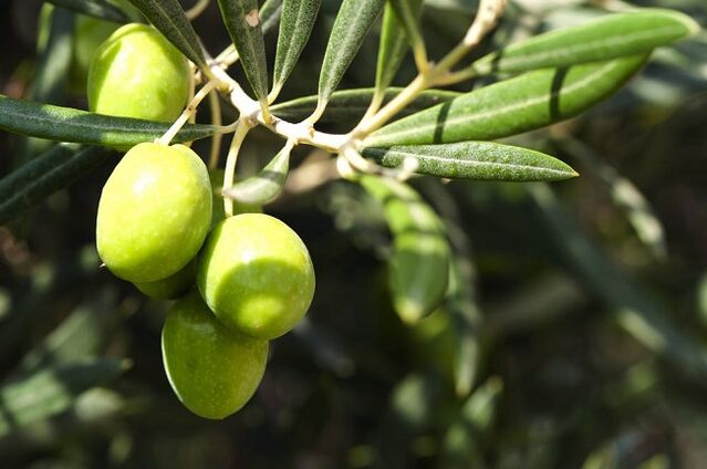 היתרונות של אכילת זיתים בדיאטה קטוגנית